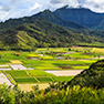 Hawaiian Farm